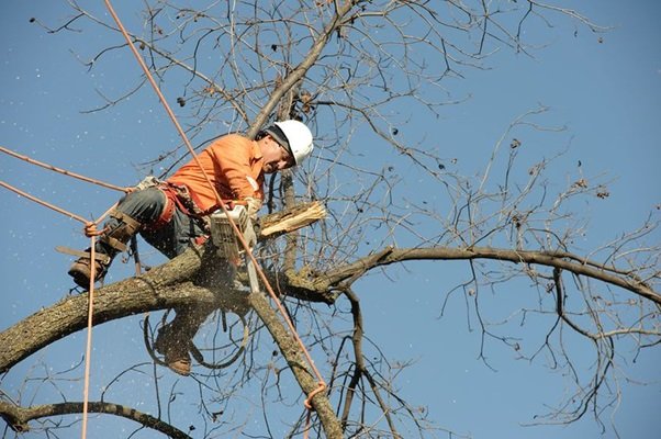 What Should You Know About Tree Service Professionals, Before Hiring ...