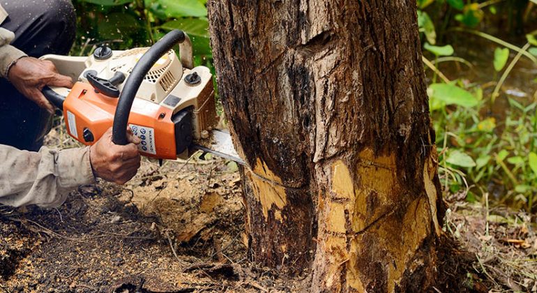 Significance of Tree Removal and Tree Trimming Service