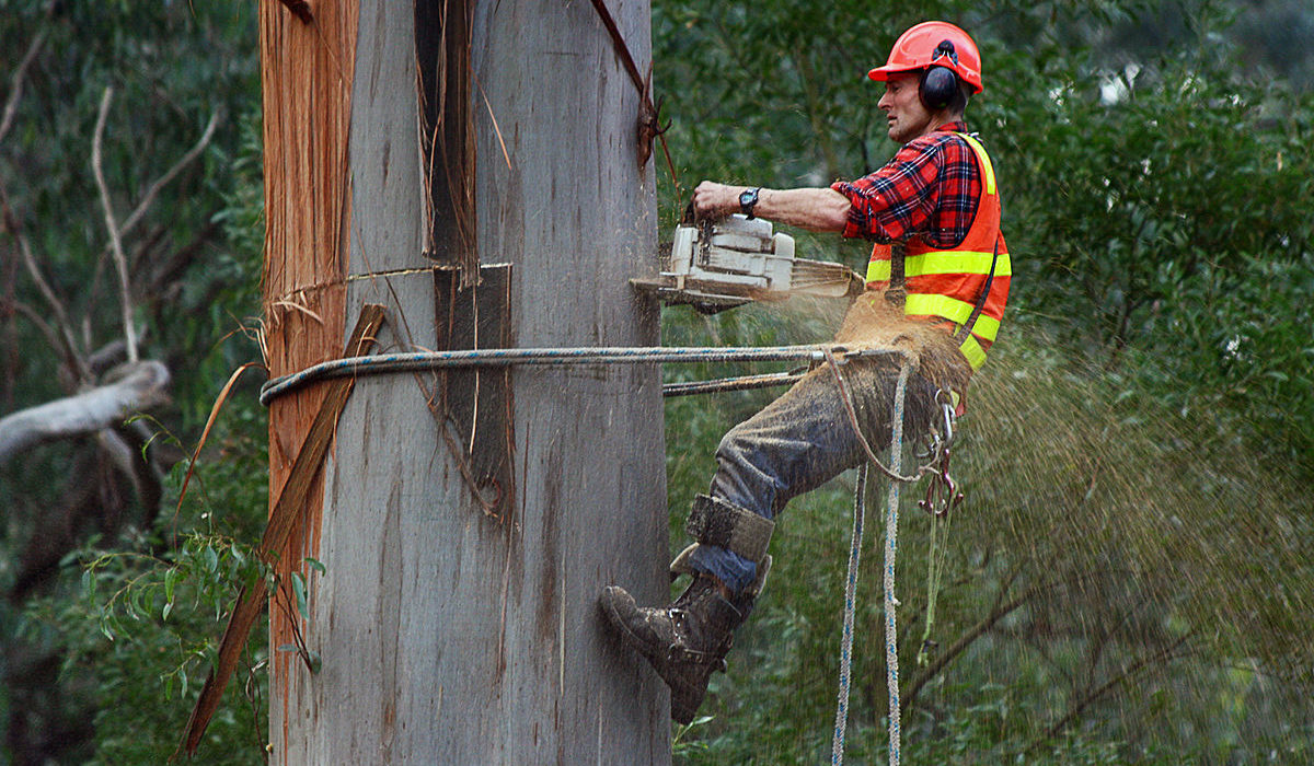 Role and quality of the Best Arborist