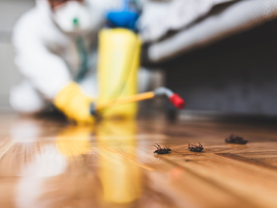 What to Do to Get Rid of Beetle Invasion in Your House?