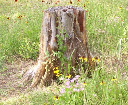 FACTORS TO GET RID OF TREE STUMPS OR LEAVE A TREE STUMP IN THE GROUND