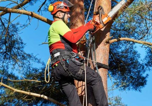 Arborist in Gold Coast: Your Trusted Partners in Tree Health